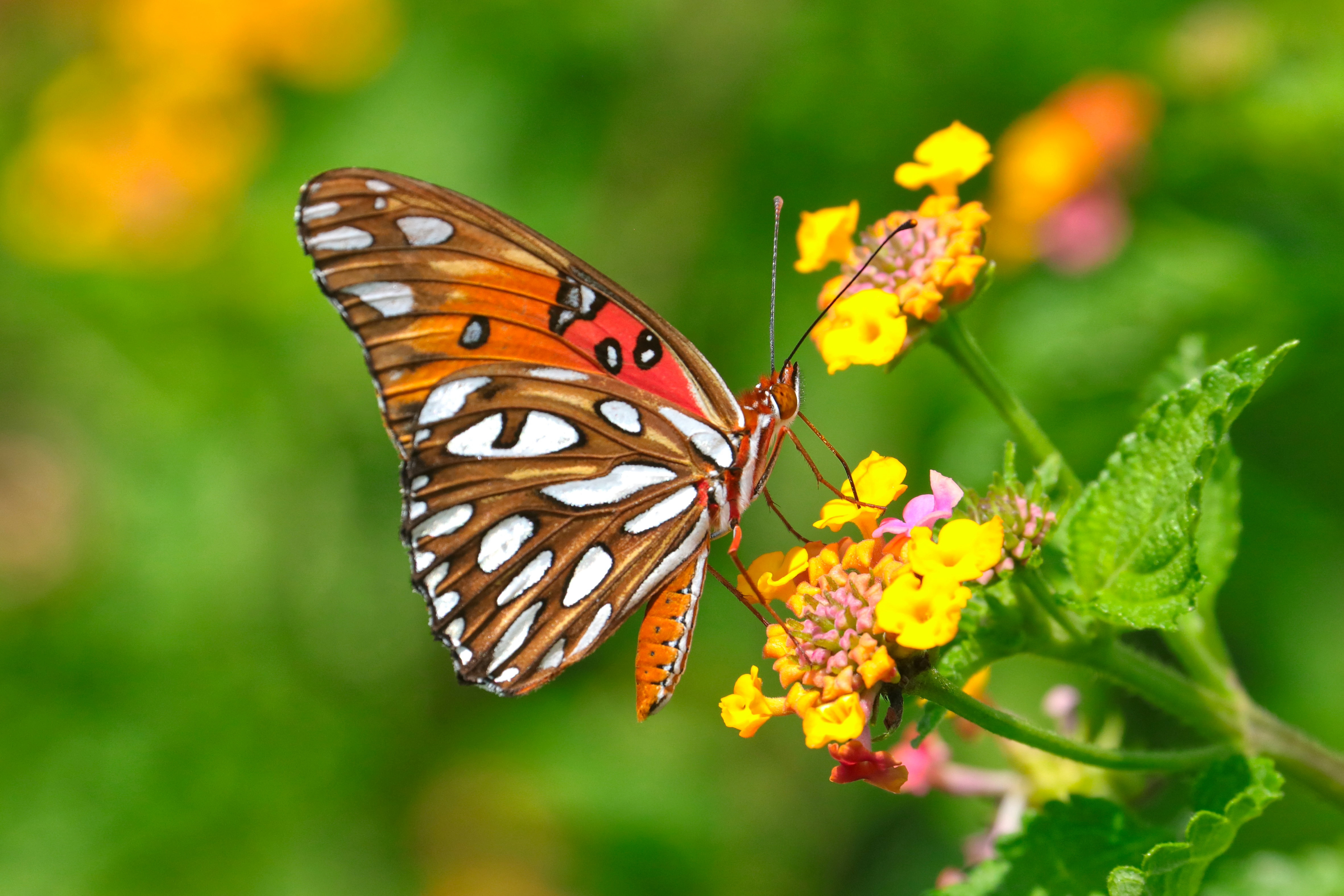 butterfly015